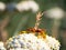 Assassin bug Rhynocoris iracundus with prey