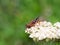 Assassin bug Rhynocoris iracundus sitting on a flower