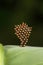 Assassin bugs eggs, Aarey Milk Colony , INDIA