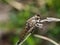 Assassin fly Asilidae sp., robber fly on grass