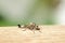 Assassin Fly with just caught prey on wood board