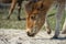 Assateague horse baby young puppy wild pony