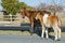 Assateague horse baby young puppy wild pony