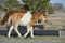 Assateague horse baby young puppy wild pony
