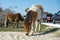 Assateague horse baby young puppy wild pony