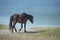 Assateague horse baby young puppy wild pony