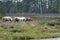 Assateague Island National Seashore Wild Ponies Grazing in a Marsh