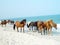 Assateague Ponies