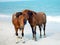 Assateague Ponies