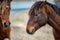 An Assateague wild horse in Maryland