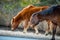 An Assateague wild horse in Maryland