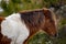 An Assateague wild horse in Maryland