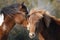 Assateague Wild Ponies