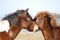 Assateague Wild Ponies