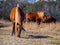 Assateague Wild Pony Grazing, Herd, Three, Assateague Island National Seashore