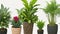 The assemblage of potted decorative plants.