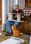 Assembling a cabinet while a cat watches