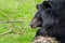 A assian black bear in close-up