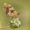 Assmanns fritillary butterfly