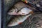 Assort kinds of fish - freshwater common bream, common perch or European perch, white bream or silver bream with float rod on