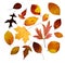 Assorted Autumn leaves