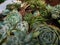 Assorted Beautiful Succulents on a Box Pot. Echeveria, Sedum, Little Gem, Pachyveria and Blue