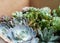 Assorted Beautiful Succulents on a Box Pot. Echeveria, Sedum, Little Gem, Pachyveria and Blue