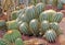 Assorted cacti including the Ball Cactus