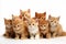 Assorted cat breeds, large small, on white background with copy space high quality studio shot