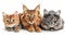 Assorted cats and dogs in high quality studio portrait on white background with copy space