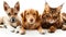 Assorted cats and dogs in high quality studio portrait on white background with copy space