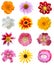 Assorted colorful flower collection