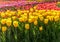Assorted Colors of Tulip Bulbs. Garden yellow amazing blooms tulips.