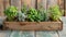 Assorted Culinary Herbs in Wooden Crate