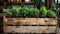 Assorted Culinary Herbs in Wooden Crate