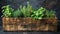 Assorted Culinary Herbs in Wooden Crate