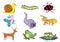 Assorted Cute Animal Illustration in Vector