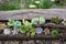 Assorted cute succulent plants growing on a log