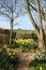 Assorted daffodils and path in woodland garden