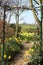 Assorted daffodils and path in woodland garden