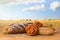 Assorted different fresh baked bread, dark and white whole grain loaves, wheat ears and wheat grain on wooden table