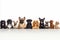 Assorted dogs of different breeds, big and small, isolated on white background, studio shot