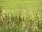 Assorted field grass sparkle and sway in the sunlight