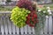 Assorted Flowers Jardiniere display on the Bank of Moselle River from Epinal City in Vosges Department of France