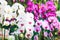 Assorted Fresh Colorful Orchid Flowers Background. Floral Arrangement, Wallpaper, Backdrop, Flower Cultivation, Greenhouse,