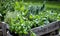 Assorted fresh herbs growing in pots