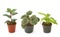 Assorted green houseplants in pots