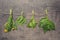 Assorted hanging bunches of spring edible wild herbs: nettle, da