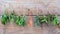 Assorted hanging herbs ,parsley ,oregano,mint,sage,rosemary,sweet basil,holy basil, and thyme for seasoning concept on rustic