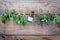 Assorted hanging herbs ,parsley ,oregano,mint,sage,rosemary,sweet basil,holy basil, and thyme for seasoning concept on rustic